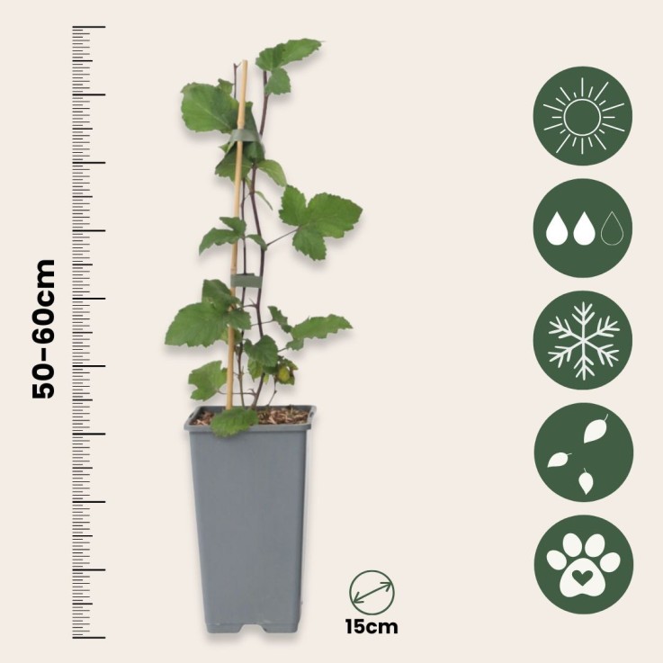 Groseillier à grappes - Set de 2 - Ribes rubrum - Hauteur 50-60cm - ⌀15cm