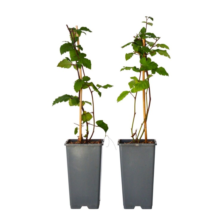 Mûrier - Set de 2 - Rubus fruticosus 'Thornfree' - Hauteur 50-60cm - ⌀15cm