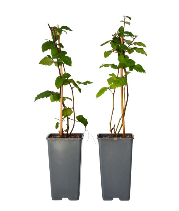 Mûrier - Set de 2 - Rubus...