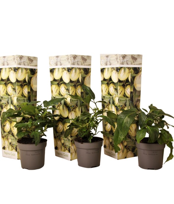 Tomatillo - Set de 3 -...