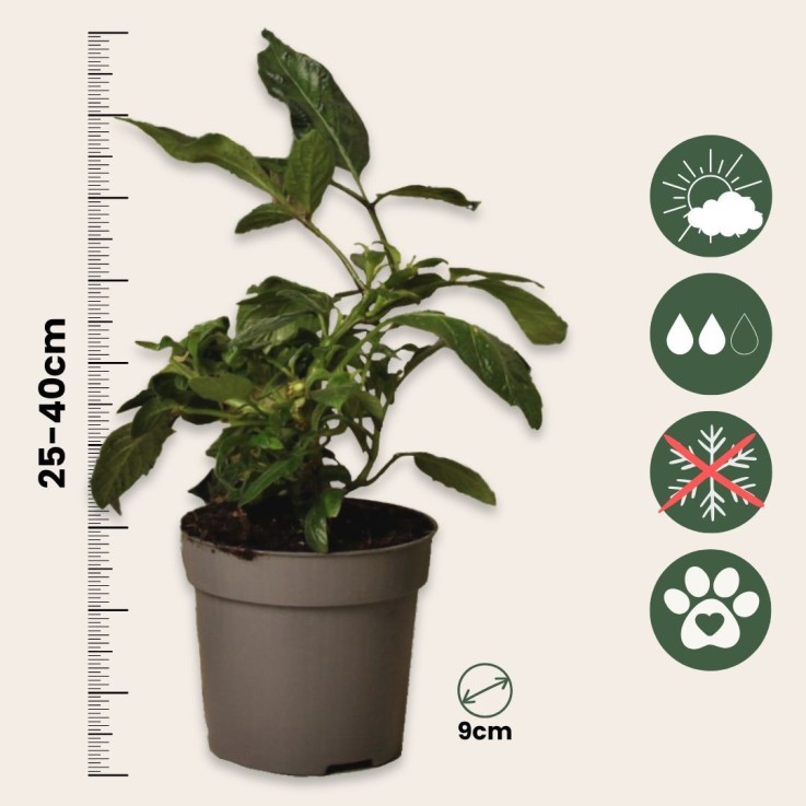 Tomatillo - Set de 3 - Solanum Muricatum 'Pepino gold' - Hauteur 25-40cm - ⌀9cm