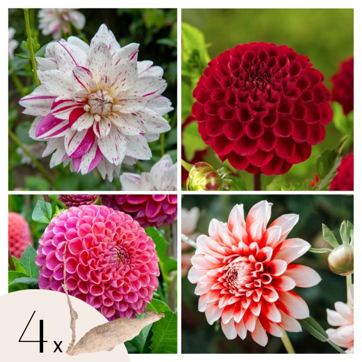 Dahlias - Set de 4 - Dahlia 'Bouqet Sunset' - Bulbes à fleurs