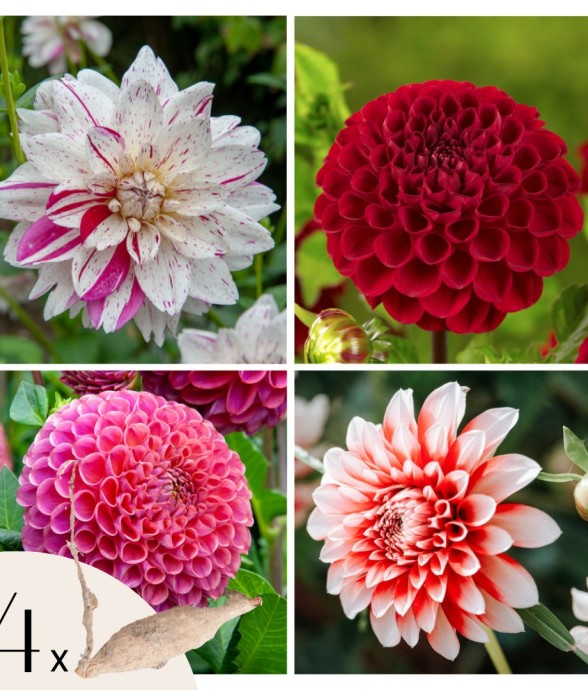 Dahlias - Set de 4 - Dahlia...