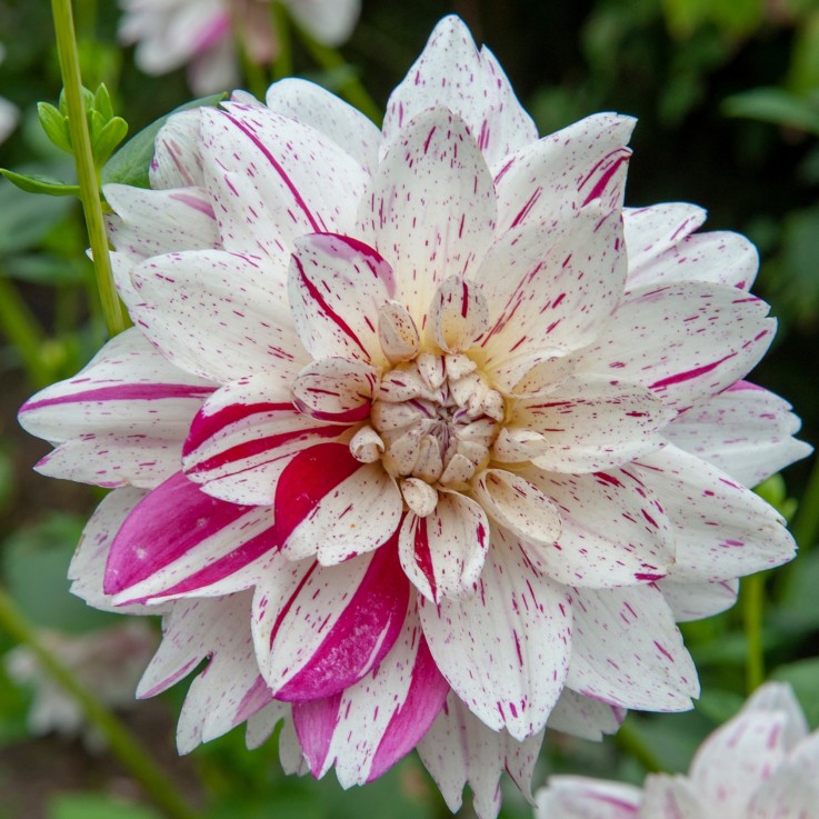 Dahlias - Set de 4 - Dahlia 'Bouqet Sunset' - Bulbes à fleurs