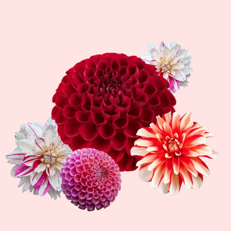 Dahlias - Set de 4 - Dahlia 'Bouqet Sunset' - Bulbes à fleurs