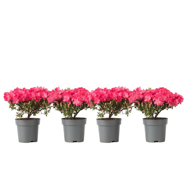 Azalée - Set de 4 - Rhododendron azalea 'Anouk' - Hauteur 25-40cm - ⌀17cm