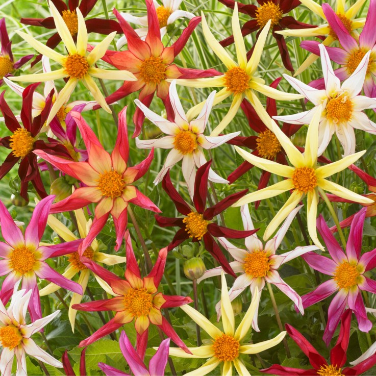 Dahlias - Set de 3 - Dahlia 'Honka Dark', 'Honka Fragile' - Bulbes à fleurs