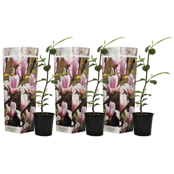 Arbre à tulipes - Set de 3 - Magnolia 'Soulangea' - Hauteur 25-40cm - ⌀9cm