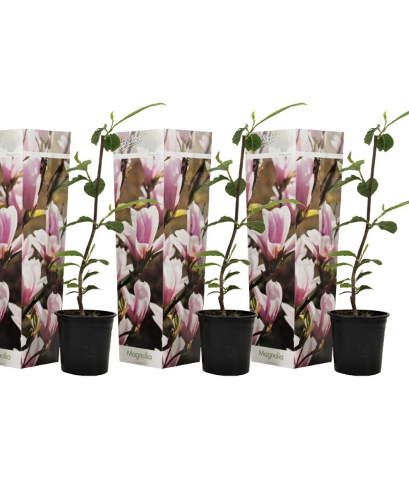 Arbre à tulipes - Set de 3...