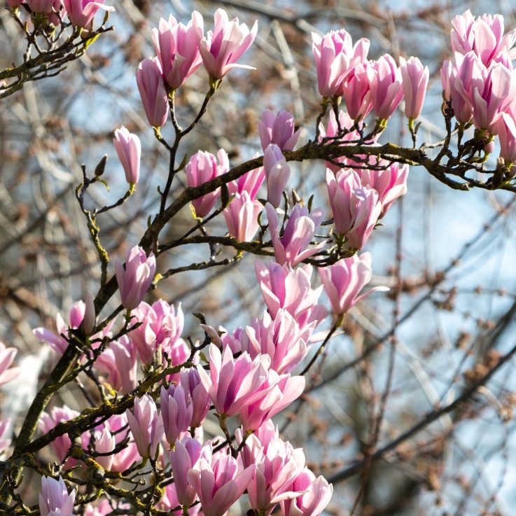 Arbre à tulipes - Set de 3 - Magnolia 'Soulangea' - Hauteur 25-40cm - ⌀9cm
