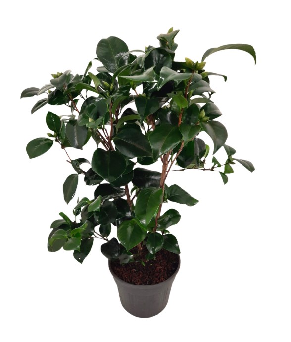 Camélia - Camellia japonica...