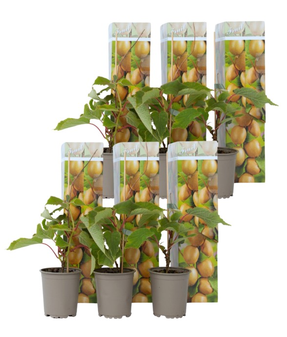 Kiwi - Set de 6 - Actinidia...