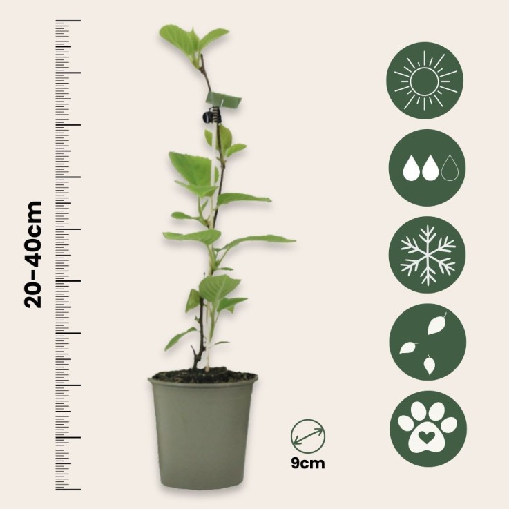 Kiwi - Set de 6 - Actinidia deliciosa 'Jenny' - Hauteur 20-40cm - ⌀9cm