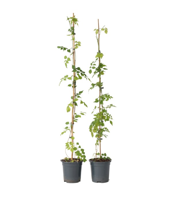 Bignone à trompettes - Set...