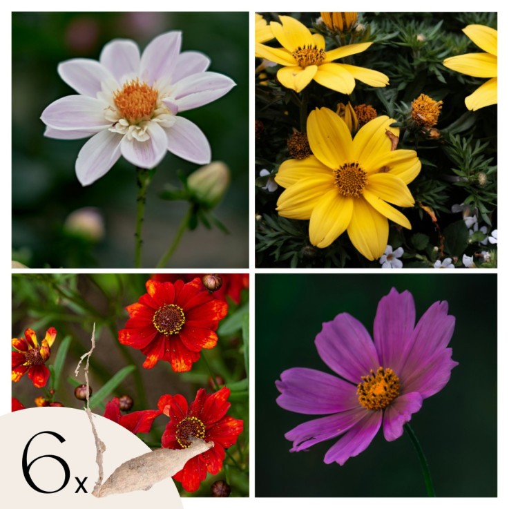 Dahlias - Set de 6 - Dahlia 'Topmix' - Bulbes à fleurs