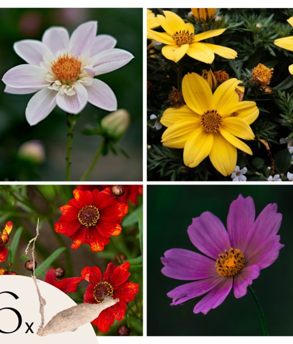 Dahlias - Set de 6 - Dahlia...