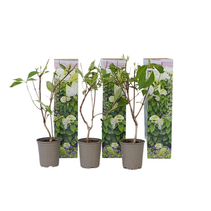 Hortensia - Set de 3 - Hydrangea paniculata 'Silver Dollar' - H25-40cm - ⌀9cm