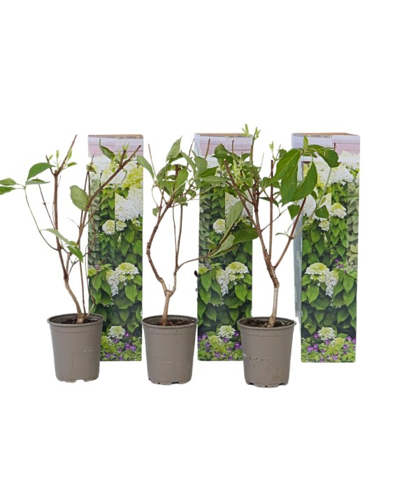 Hortensia - Set de 3 -...