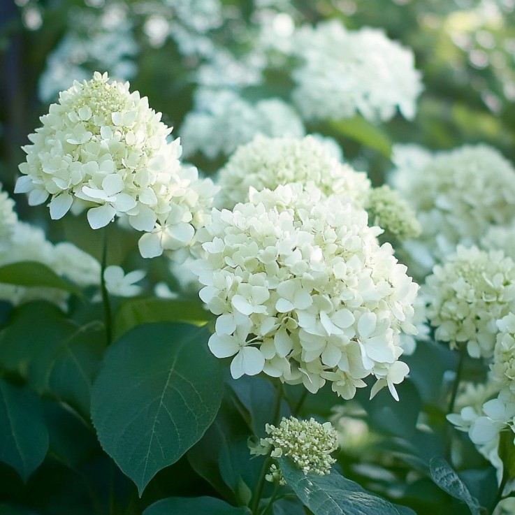 Hortensia - Set de 3 - Hydrangea paniculata 'Silver Dollar' - H25-40cm - ⌀9cm