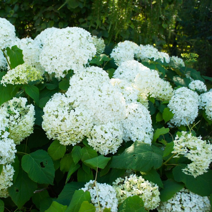 Hortensia - Set de 3 - Hydrangea paniculata 'Silver Dollar' - H25-40cm - ⌀9cm