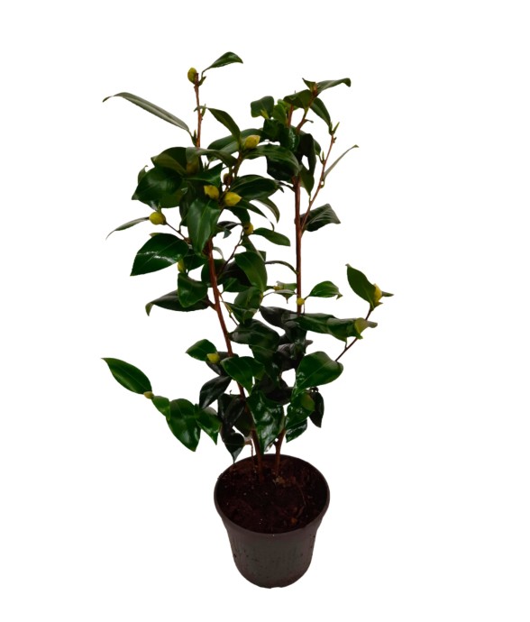 Camélia - Camellia japonica...
