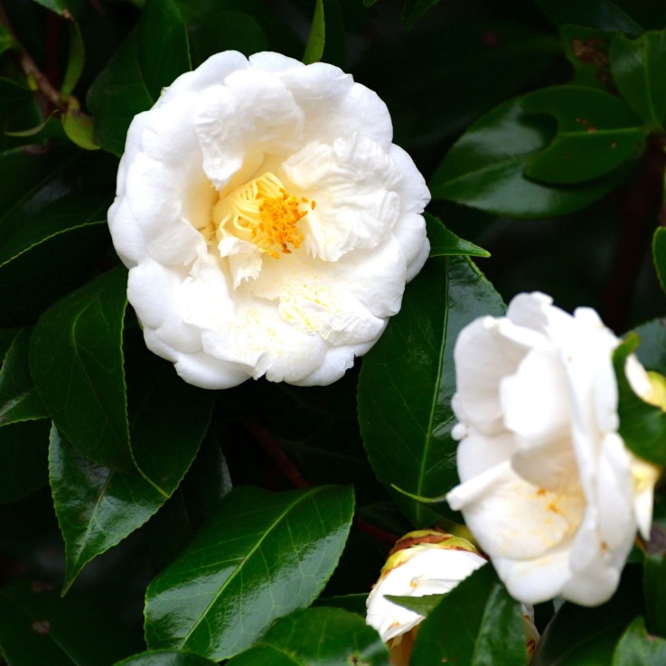 Camélia - Camellia japonica 'Brush Field' - Hauteur 50-60cm - ⌀15cm