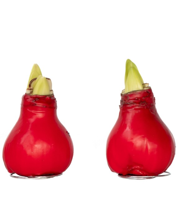 Amaryllis - Hippeastrum...