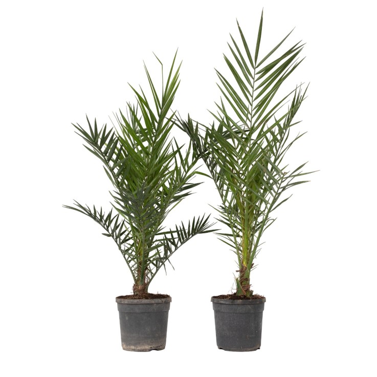 Palmier Dattier nain - Set de 2 - Phoenix canariensis - Hauteur 80-100cm - ⌀19cm