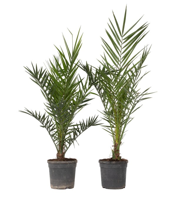 Palmier Dattier nain - Set...