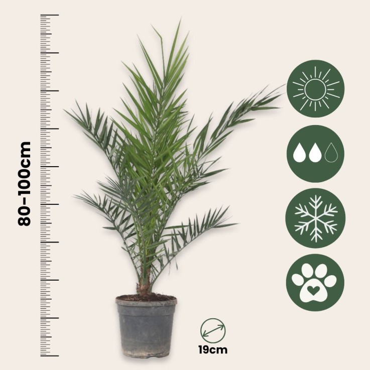 Palmier Dattier nain - Set de 2 - Phoenix canariensis - Hauteur 80-100cm - ⌀19cm
