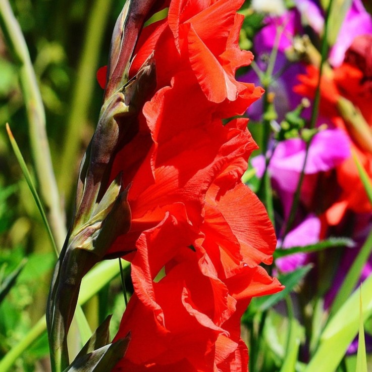 Mélange de bulbes des Pays-Bas - Set de 125 - Gladiolus, Dahlia, Freesia