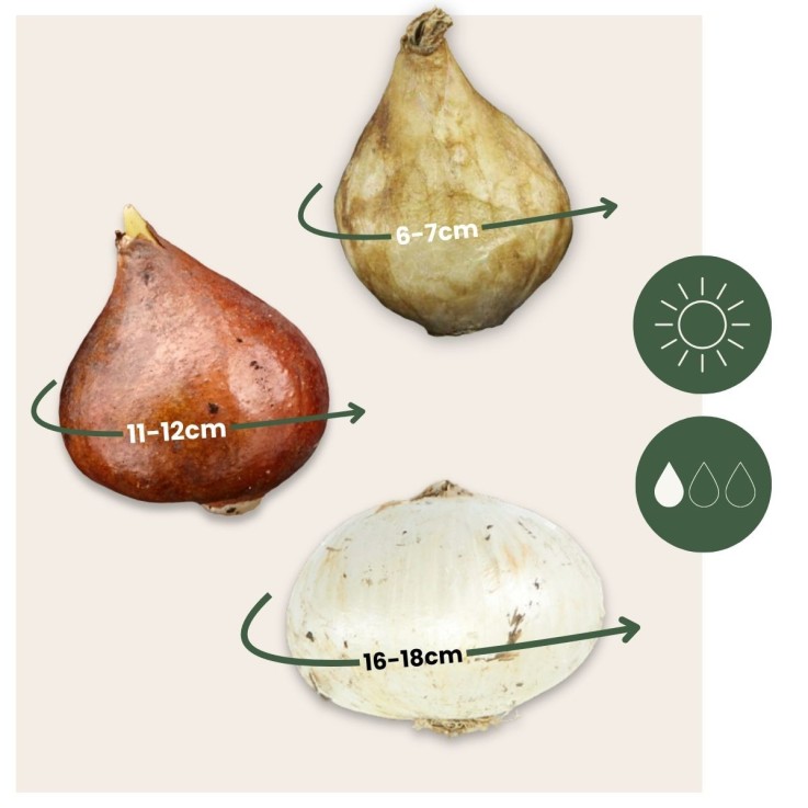 Mélange de bulbes des Pays-Bas - Set de 125 - Gladiolus, Dahlia, Freesia