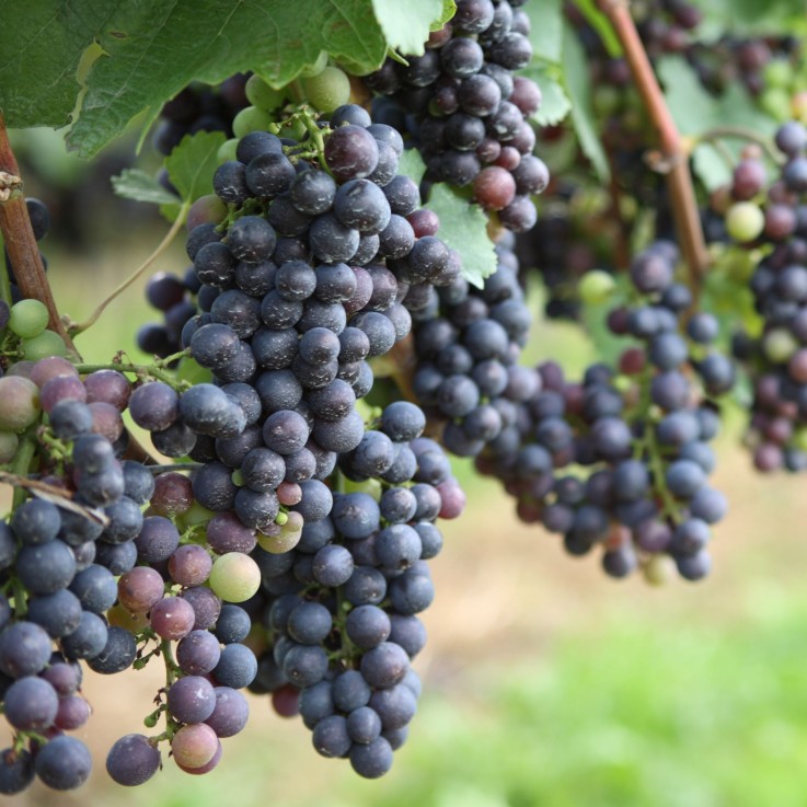 Vigne à raisin - Set de 6 - Vitis vinifera - Hauteur 25-40cm - ⌀9cm