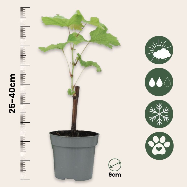 Vigne à raisin - Set de 6 - Vitis vinifera - Hauteur 25-40cm - ⌀9cm