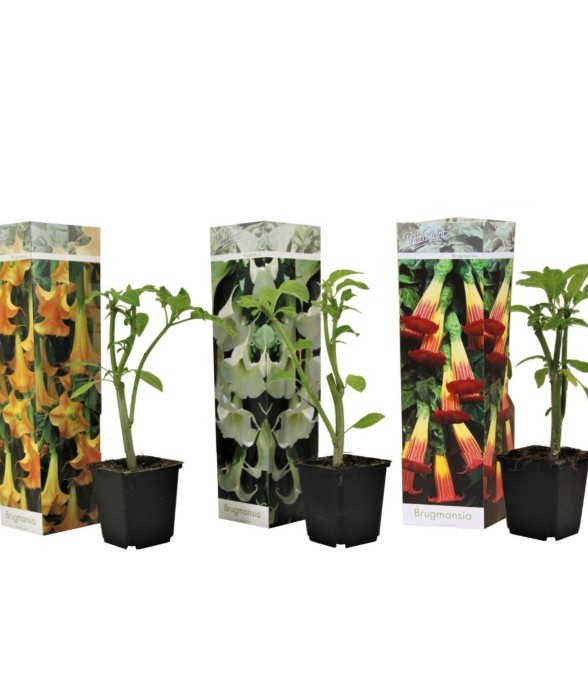 Trompette des Anges - Set...