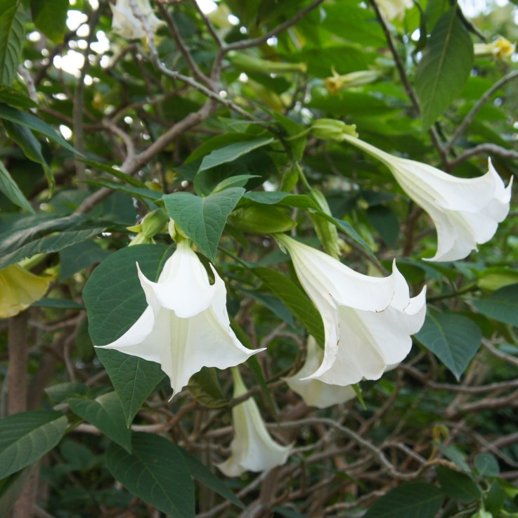 Trompette des Anges - Set de 3 - Brugmansia - Hauteur 25-40cm - ⌀9cm