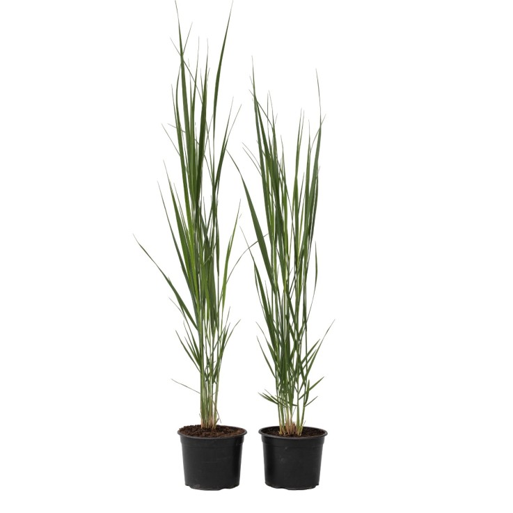 Panic érigé - Set de 2 - Panicum virgatum 'Northwind' - Hauteur 40-60cm - ⌀23cm