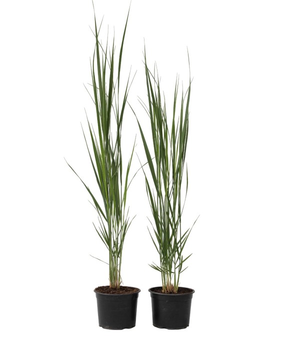 Panic érigé - Set de 2 -...