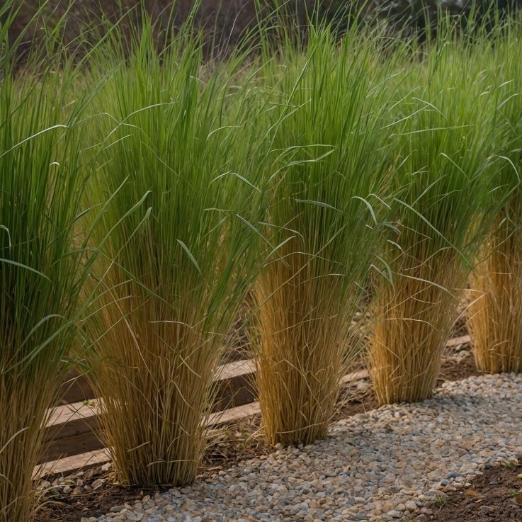 Panic érigé - Set de 2 - Panicum virgatum 'Northwind' - Hauteur 40-60cm - ⌀23cm