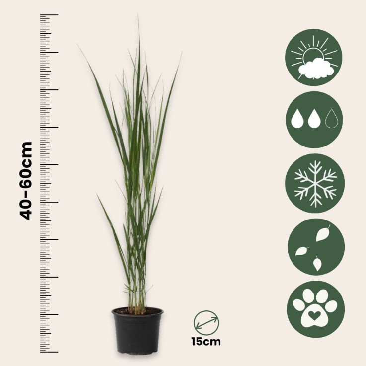 Panic érigé - Set de 2 - Panicum virgatum 'Northwind' - Hauteur 40-60cm - ⌀23cm