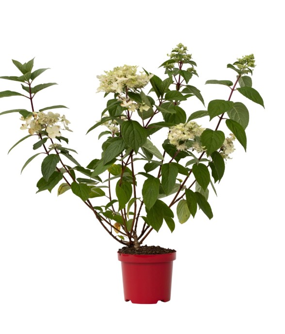 Hortensia - Hydrangea...