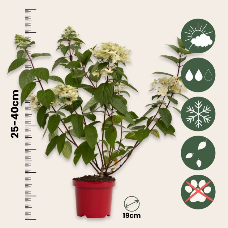 Hortensia - Hydrangea paniculata 'Wim's Red' - Hauteur 25-40cm - ⌀19cm