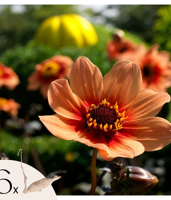 Dahlias - Set de 6 - Dahlia...