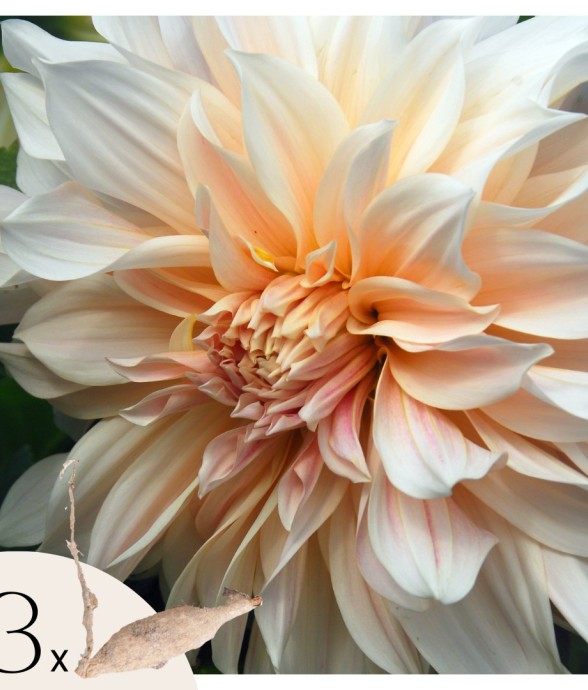 Dahlias - Set de 3 - Dahlia...