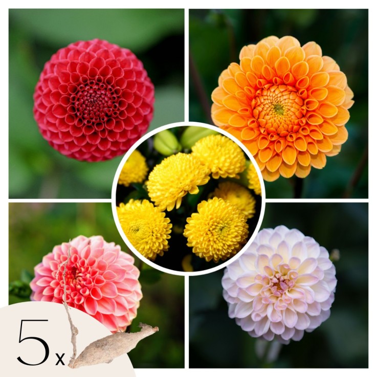 Dahlias - Set de 5 - Dahlia 'Pompon Mix' - Bulbes à fleurs