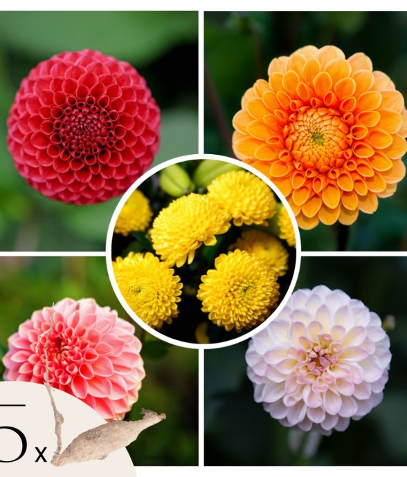 Dahlias - Set de 5 - Dahlia...