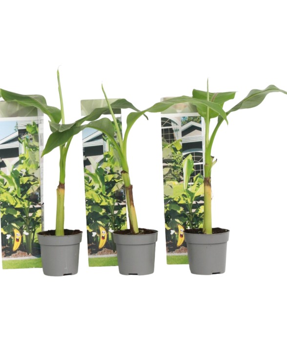 Bananier du Japon - Set de...