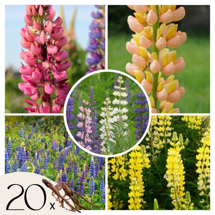 Lupin - Set de 20 - Lupinus - Rhizomes