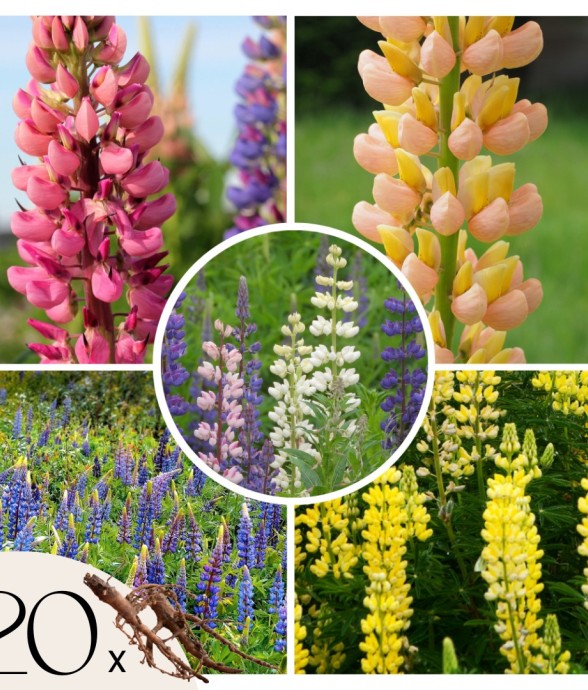 Lupin - Set de 20 - Lupinus...