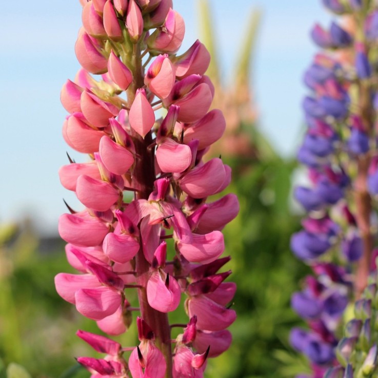 Lupin - Set de 20 - Lupinus - Rhizomes